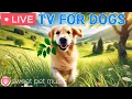 Download Lagu 🔴24 Hours of Dog TV🎵🐶Soothig Sleep Music for Dogs🐾🩷Relaxing Music to Ease Dog’s Separation Stress