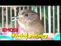 Download Lagu Burung Flamboyan Gacor Ngebren Rapet  Nyerecet panjang || Pancingan Flamboyan Gacor