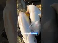 Away for Three Days Hit the Jackpot on My First Hunt