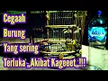 Download Lagu Mengatasi Burung Yang Kagetan Dan Sering Terluka @mangoendjoyochannel8053