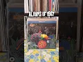 Lagu Albums of 1967 | Vinyl Collection