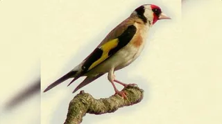 أروع تغريد حسون خلوي ويداني مغربي من منطقة زاكورة جنوب المغرب 