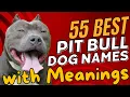 55 Best Pit Bull Dog Names with Meanings Unique Powerful Names for Your New Companion