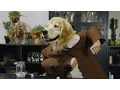Talking Dogs Dinner Party in 4K DEVINSUPERTRAMP