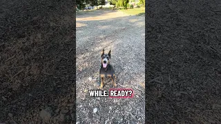 #fyp #dream #pets #doberman #vlog