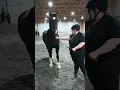 Cheery Acres February 2023 - Adult Showmanship Brandi Sturdivant Kupid Shuffle