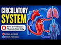 Human Circulatory System Double Circulation Animation