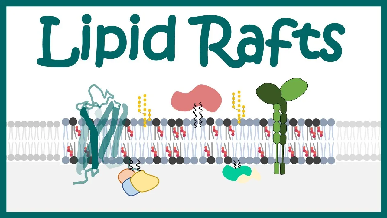 Lipid rafts | Function of Lipid rafts | how Lipid raft modulated cell signaling?
