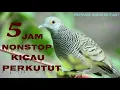 Download Lagu Full Kicau Perkutut Nonstop 5 Jam Sangat Cocok Buat Pancingan Burung Kesayangan Anda