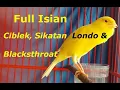 Download Lagu Kenari Isian Full Mewah Ciblek, Blackthroat, \u0026 Sikatan Londo