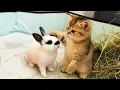 Kitten Meets Bunny… and This Happened! 🐰🐱 Subtitles!