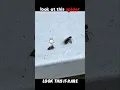 Silent Killer Spider s Lightning Attack