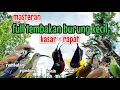 Download Lagu LANGSUNG MONCER MENYALA !! Masteran Kombinasi Tembakan Kasar untuk semua Burung Murai batu-Cucak ijo