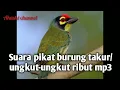 Suara pikat burung takur ungkut-ungkut ribut mp3