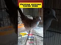 Download Lagu burung perkutut lokal alam sudah jadi cetetan Gacoran masteran #gacor #perkutut #pikat  #turtledove