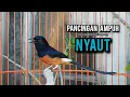 Download Lagu murai batu gacor AMPUH buat PANCINGAN murai batu agar bunyi JADIKAN burung murai gacor EMOSI