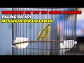 Download Lagu PANCINGAN PLECI NEMBAK WIT WIT CEERR PANJANG, BIKIN BIRAHI LAWAN NAIK DAN CEPAT BUKA PARUH