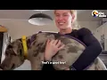 Pittie Who Hid From The World Steps Inside A Home For The First Time | The Dodo