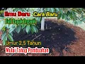 Lagu BISA BERBUAH KAPAN SAJA KITA MAU‼️Rahasia Pemupukan Durian Supaya Cepat Buah