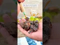 Download Lagu A kind man found a strange nest of eggs in the grass and then ... #egg #sparrow #cuteanimals