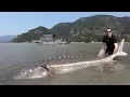 Catch and Cook Sturgeon How to catch giant sturgeon -
