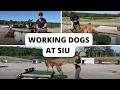 Working dogs ground breaking research at SIU
