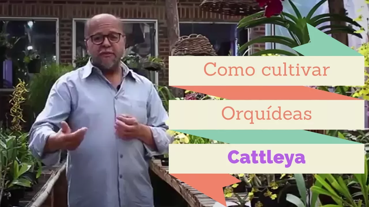 COMO CULTIVAR ORQUÍDEAS CATTLEYA