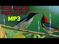 Download Lagu Suara Pancing Burung Cabean merah | Burung Cabai Merah | Sepah Puteri | Chirp of Birds