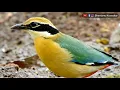 Lagu Indian Pitta (Pitta brachyura) | One of the most beautiful birds of India! | by Shantanu Kuveskar