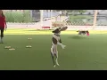 St Louis Union Station hosts Purina s Incredible Dog Team this summer
