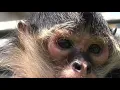 Knoxville weighs new monkey ownership limits