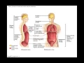 Chapter 1 6 Body Cavities and Membranes BIO201