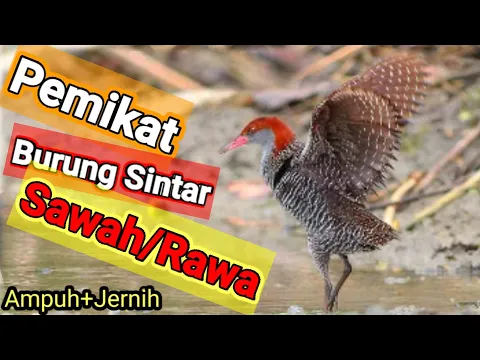 Download MP3 🔴 1000% Ampuh Dan Jitu Suara Burung Sintar Sawah/Rawa