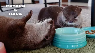 カワウソが人間みたいな呆れ顔をする瞬間　Otter’s Face Says “I’ve Had Enough of Her!”