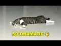 Lagu Cats Acting Extremely DRAMATIC for No Reason 😹