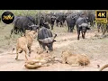 Lagu Wat gebeurt er als leeuwen buffels tegenkomen? | Documentaire over wilde dieren