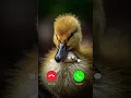 cute duckling Calling 📱☎️😍 #ringtone #smartphone #music #ringtones #song