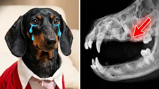 Life After Full Mouth Extraction: Vet Dentist Tells All