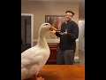 Duck Twerking - get it girl!