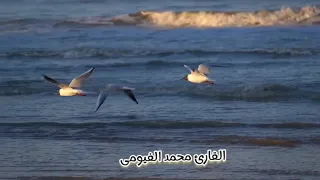 ومدحت بطيبة طه   اجمل نشيد بدون موسيقى   القارئ محمدالفيومى       دندنها