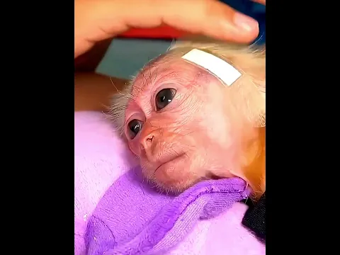 ये Baby Monkey आपका दिल जीत लेगा | Cute Baby Monkey Journey!