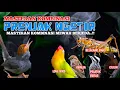 Download Lagu 🔥 Masteran Prenjak Ngetir ! Kombinasi Love Bird, Cililin, gereja, Belalang Emas dan pelatuk beras