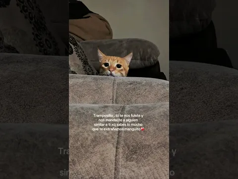 #cat #mascotas