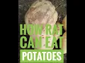 how rat can eat potato