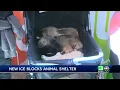 Hundreds gather for first Retail Animal Rescue Boutique in Sacramento