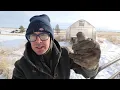 How We Use a Captive Bolt on our Homestead - Aleman Homestead 99