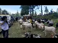 Download Lagu SENI KETANGKASAN DOMBA GARUT DI LAPANGAN CIBULUH YONIF 303 GARUT JAWA BARAT