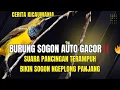 Download Lagu SOGON GACOR SEKETIKA! Pancingan Rahasia Bikin Ngeplong Tiada Henti! 🔥