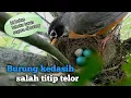 Download Lagu Hanya burung ini yang tau mana telor burung kedasih dan mana telor mereka