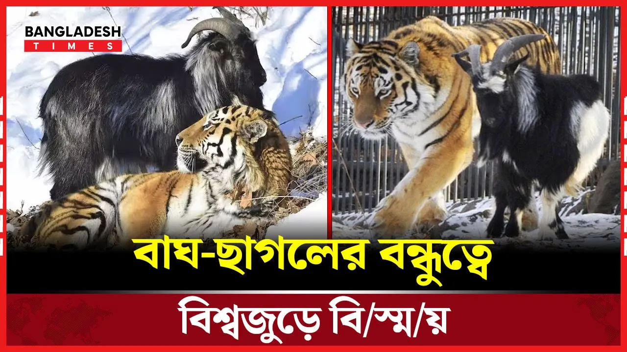 হিংস্রতা ভুলে শিকারকে বন্ধু করে নিলো বাঘ